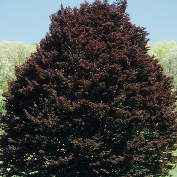 Fagus sylvatica ''Rohanii'' (Oakleaf Copper Beech) - Rohanii Oakleaf Copper Beech