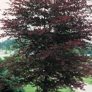 Fagus sylvatica ''Tricolor'' (Tricolor Beech) - Tricolor Tricolor Beech