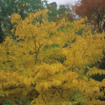 Hamamelis virginiana (Witch Hazel) - Witch Hazel