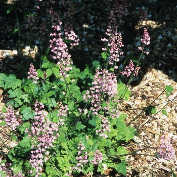 Heuchera - 'Snow Angel' Coral Bells