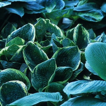 Hosta - 'Christmas Tree' Hosta, Plantain Lily