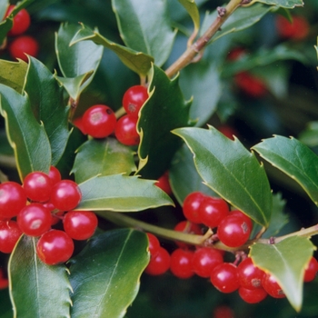 Ilex x meserveae ''Blue Maid'' (Holly) - Blue Maid Holly