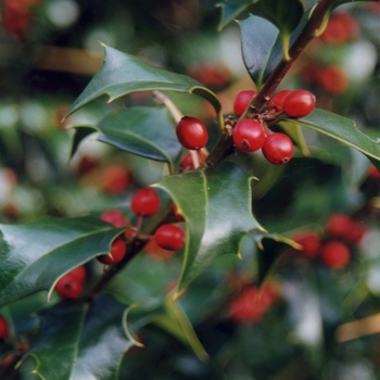 Ilex x aquipernyi ''Dragon Lady®'' (Holly) - Dragon Lady® Holly