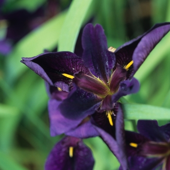 Iris ''Black Gamecock'' (Louisiana Iris) - Black Gamecock Louisiana Iris