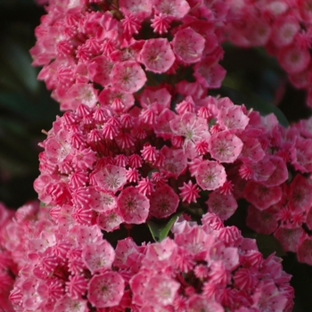 Kalmia latifolia ''Sarah'' (Sarah Mountain-laurel) - Sarah Sarah Mountain-laurel