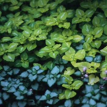 Lamium maculatum - 'Pink Pewter' Dead Nettle