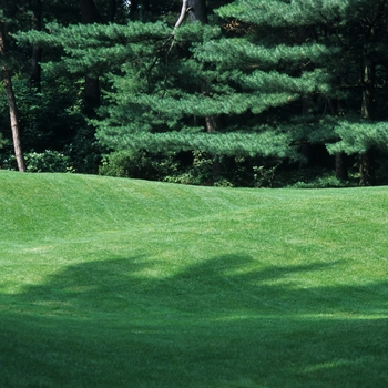 Lawn (Lawn with Wonderful Green Grass!) - Lawn with Wonderful Green Grass!