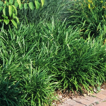 Liriope spicata (Creeping Lily-turf) - Creeping Lily-turf