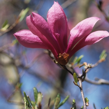 Magnolia ''Betty'' (Magnolia) - Little Girl Betty