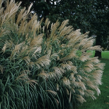 Silver Feather (''Silberfeder'') Silver Feather Maiden Grass