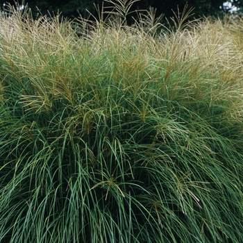 Miscanthus sinensis ''Yaka Jima'' (Maiden Grass) - Yakushima Maiden Grass