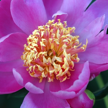 Paeonia lactiflora - 'Tom Eckhardt' Peony