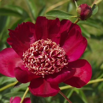 Paeonia lactiflora - 'Nippon Beauty' Peony