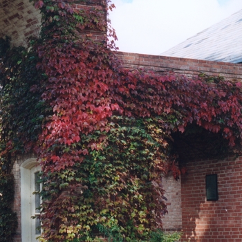 Parthenocissus tricuspidata (Boston Ivy) - Boston Ivy