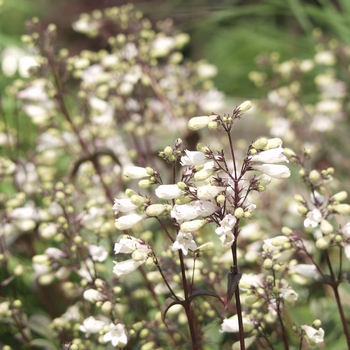Penstemon digitalis ''Husker Red'' (Beardtongue) - Husker Red Beardtongue