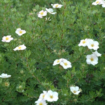 Potentilla fruticosa ''Pink Beauty'' PP 9874 (Potentilla) - Pink Beauty Potentilla