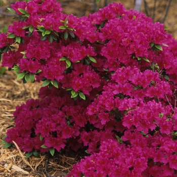 Rhododendron Girard hybrid - 'Girard's Fuchsia' Azalea