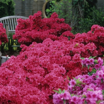 Rhododendron Girard hybrid - 'Girard's Rose' Azalea