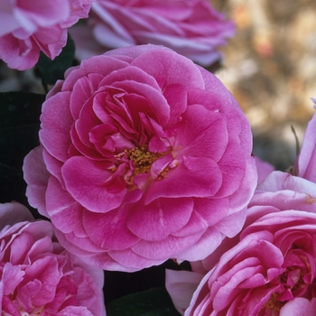 Gertrude Jekyll Rose