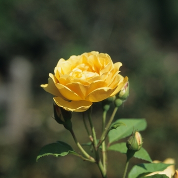 Rosa ''Graham Thomas'' (Rose) - Graham Thomas Rose