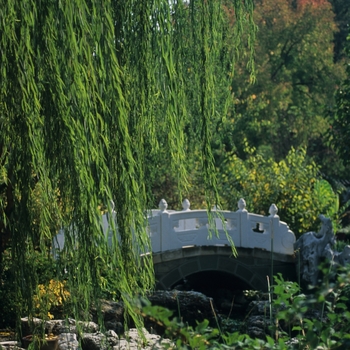Salix babylonica (Weeping Willow) - Weeping Willow
