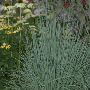 Schizachyrium scoparium ''The Blues'' (Little Bluestem) - The Blues Little Bluestem