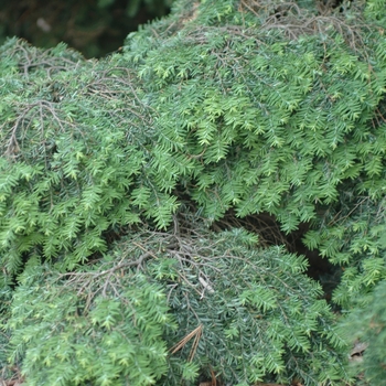 Tsuga canadensis ''Jeddeloh'' (Canadian Hemlock) - Jeddeloh Canadian Hemlock