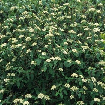 Leatherleaf Viburnum