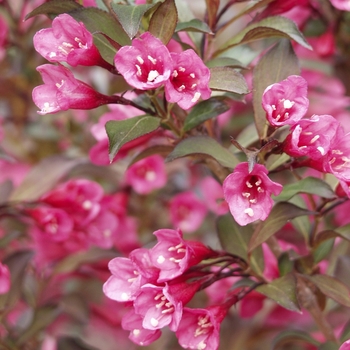 Weigela florida ''Alexandra'' PP10772 (Weigela) - Wine & Roses® Weigela