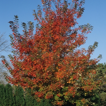 Acer x freemanii ''Autumn Blaze®'' (Freeman Maple) - Autumn Blaze® Freeman Maple