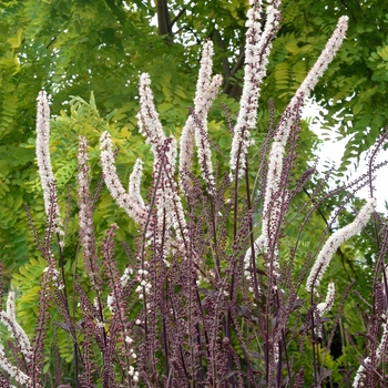 Actaea simplex 'Black Negligee' - Bugbane