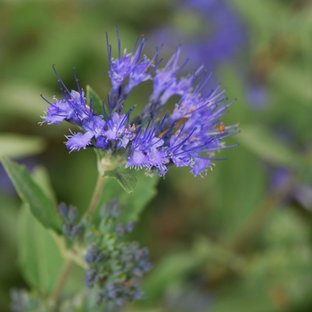 Caryopteris x clandonensis 'Dark Knight' - Bluebeard