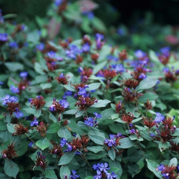 Ceratostigma plumbaginoides - Leadwort