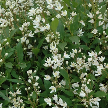 Deutzia crenata 'Nikko' - Dwarf Deutzia