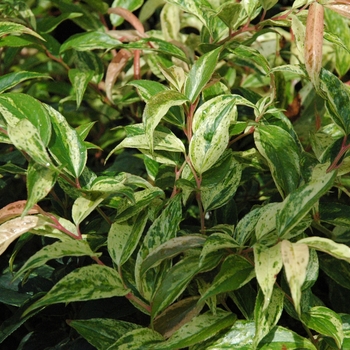 Leucothoe fontanesiana ''Girard''s Rainbow'' (Leucothoe) - Girard''s Rainbow Leucothoe