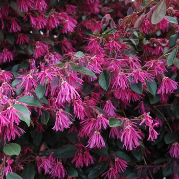 Loropetalum chinense f. rubrum ''Zhuzhou Fuchsia'' (Chinese Fringe-flower) - Zhuzhou Fuchsia Chinese Fringe-flower