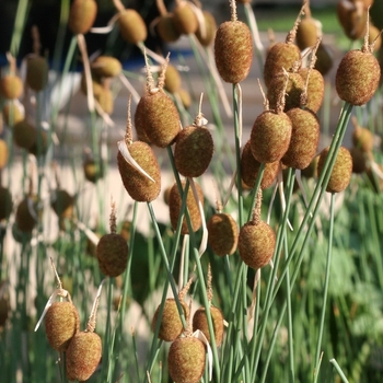 Typha minima (Bullrush) - Bullrush