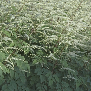 Aruncus ''Misty Lace'' (Dwarf Goat''s Beard) - Misty Lace Dwarf Goat''s Beard