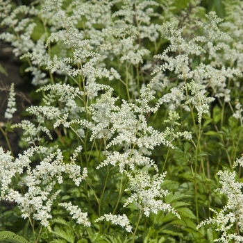 Astilbe arendsii 'Bridal Veil' - False Spirea