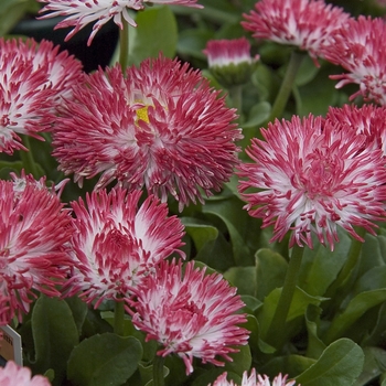 Bellis perennis ''Habanera White with Red Tips'' (Quilled English Daisy) - Habanera White with Red Tips Quilled English Daisy