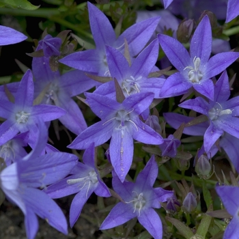 Campanula poscharskyana - 'Blue Waterfall™' Serbian Bellflower