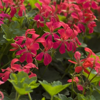 Pelargonium peltatum ''Mini Cascade Red'' (Ivy Geranium) - Mini Cascade Red Ivy Geranium