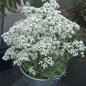 Gypsophila paniculata ''Festival Star™'' (Hardy Baby''s Breath) - Festival Star™ Hardy Baby''s Breath