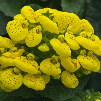 Calceolaria ''Cinderella Yellow'' (Pocketbook Plant) - Cinderella Yellow Pocketbook Plant