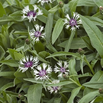 Centaurea montana ''Amethyst in Snow'' (Bachelor''s Button) - Amethyst in Snow Bachelor''s Button