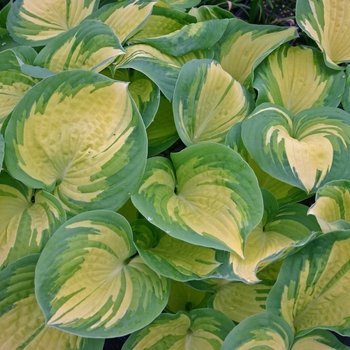 Hosta ''Great Expectations'' (Hosta, Plantain Lily) - Great Expectations Hosta, Plantain Lily