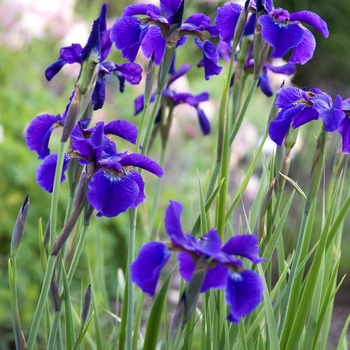 Iris sibirica ''Caesar''s Brother'' (Siberian Iris) - Caesar''s Brother Siberian Iris