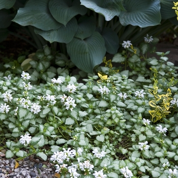 Lamium maculatum ''White Nancy'' (Dead Nettle) - White Nancy Dead Nettle