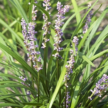 Liriope muscari ''Big Blue'' (Liriope) - Big Blue Liriope