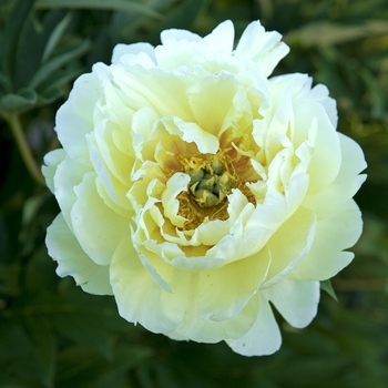 Paeonia ''Bartzella'' (Itoh Peony) - Bartzella Itoh Peony